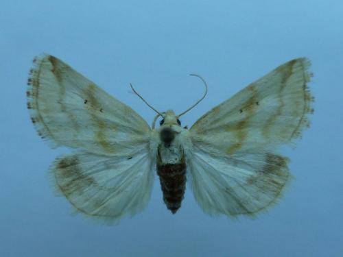 Aegle vespertinalis